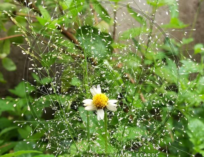 Small daisy Flower