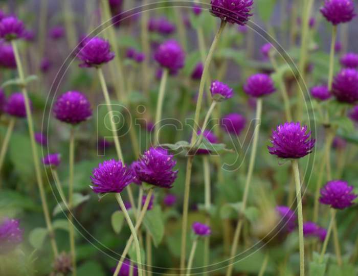 Beautiful purple flowers valley