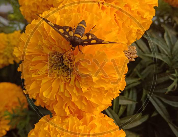 Insect on flower marigold