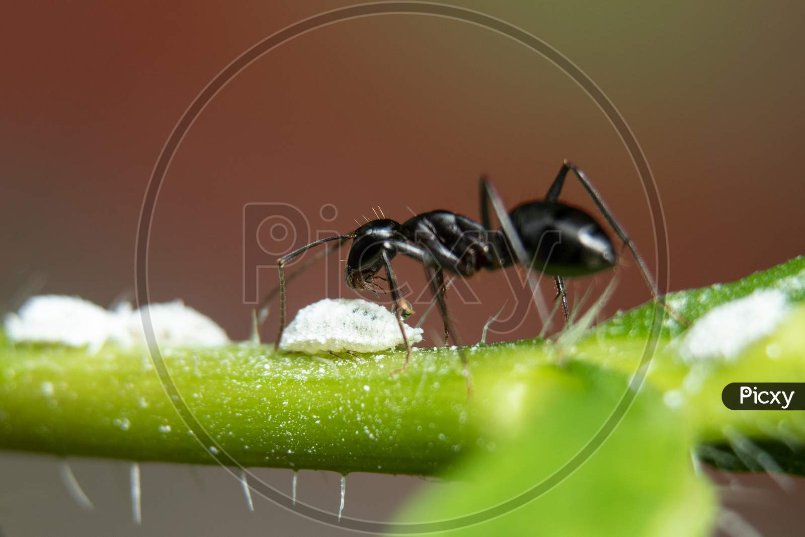 Ants Associated With Mealybugs