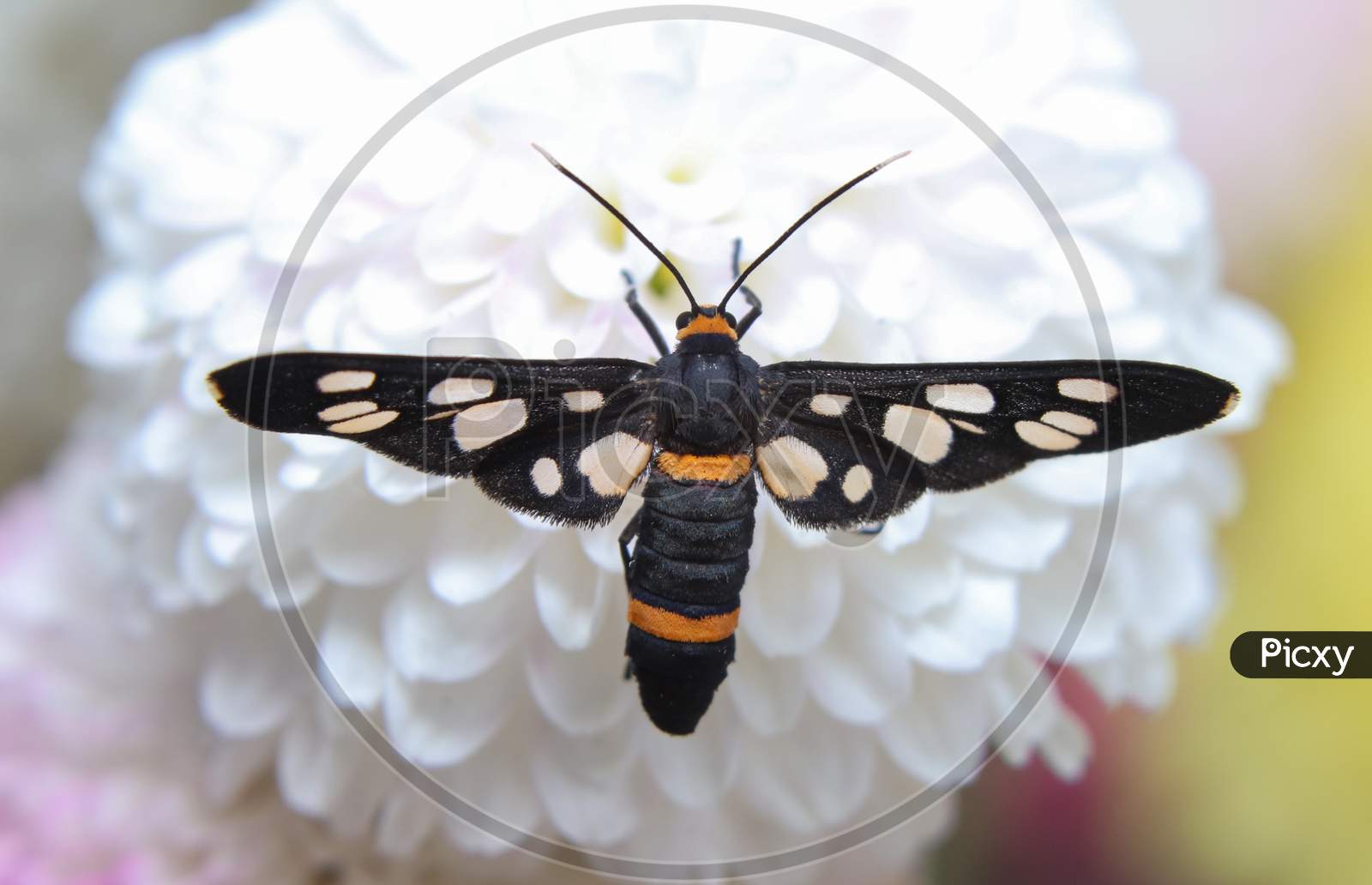 The Handmaiden Moth(Amata Cyssea) Sit On A Flower