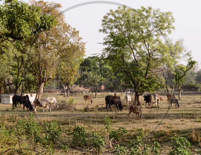 Indian Cows Eating Grass On Field To Fill Stomach For Feeding Cubs On Summer Days.