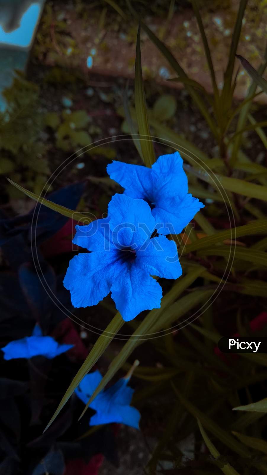 A blue flower