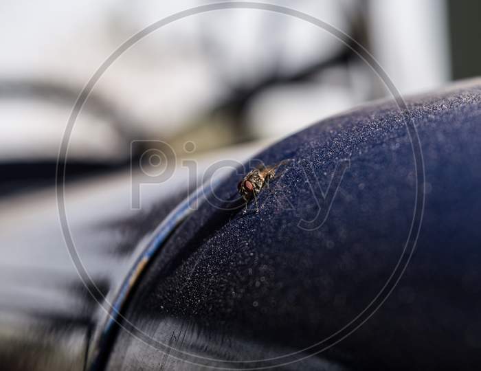 Closeup Micro Shot Of Indian Fly Sited On Indian Tractor At Morning.