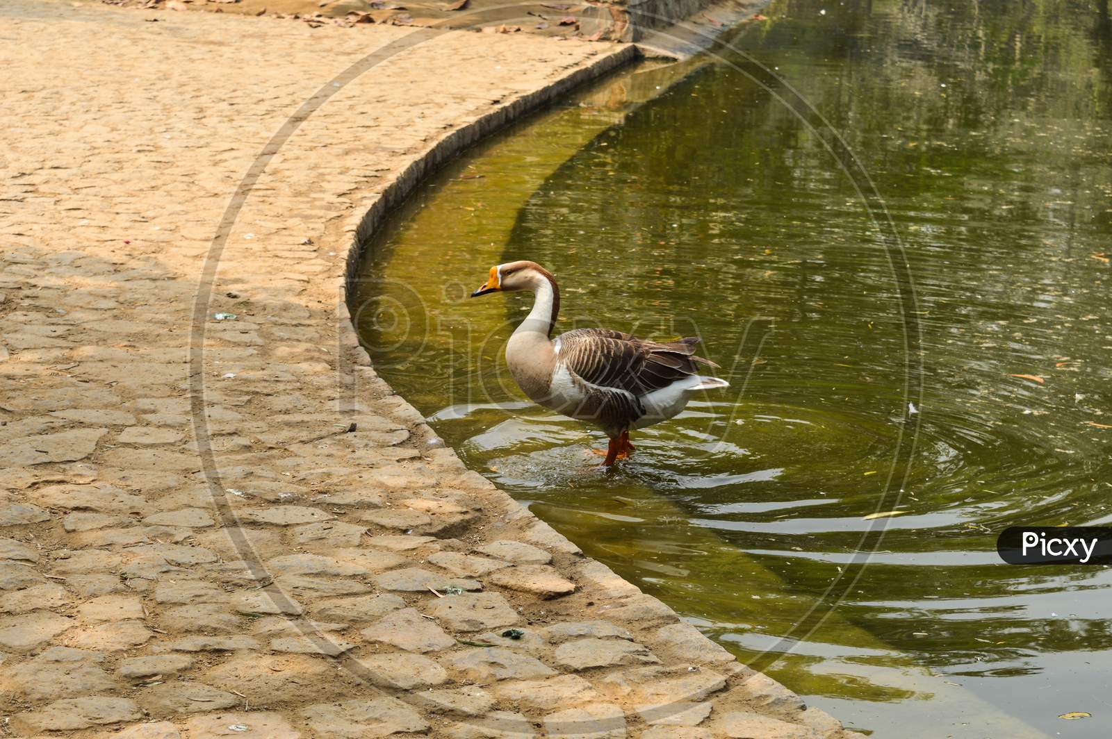 A Pair Of White Color Ducks Swimming,Drinking,Walking,Roaming Around Near By Pond At Garden, Lawn At Winter Foggy Morning.