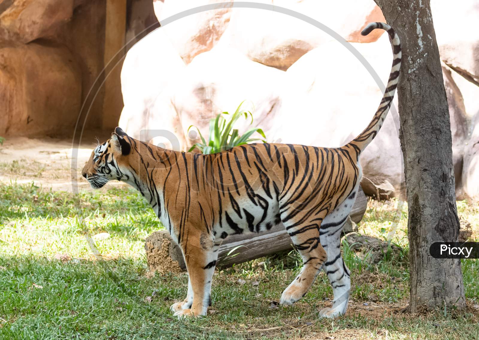 Royal Bengal Tiger in Natural habitat