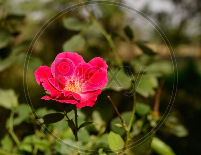 Beautiful Indian Rose Flower On Field At Evening.
