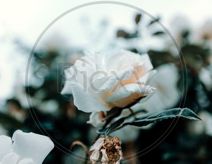 Wa White Rose In The Middle Of Another Plants Wallpaper Copy Space