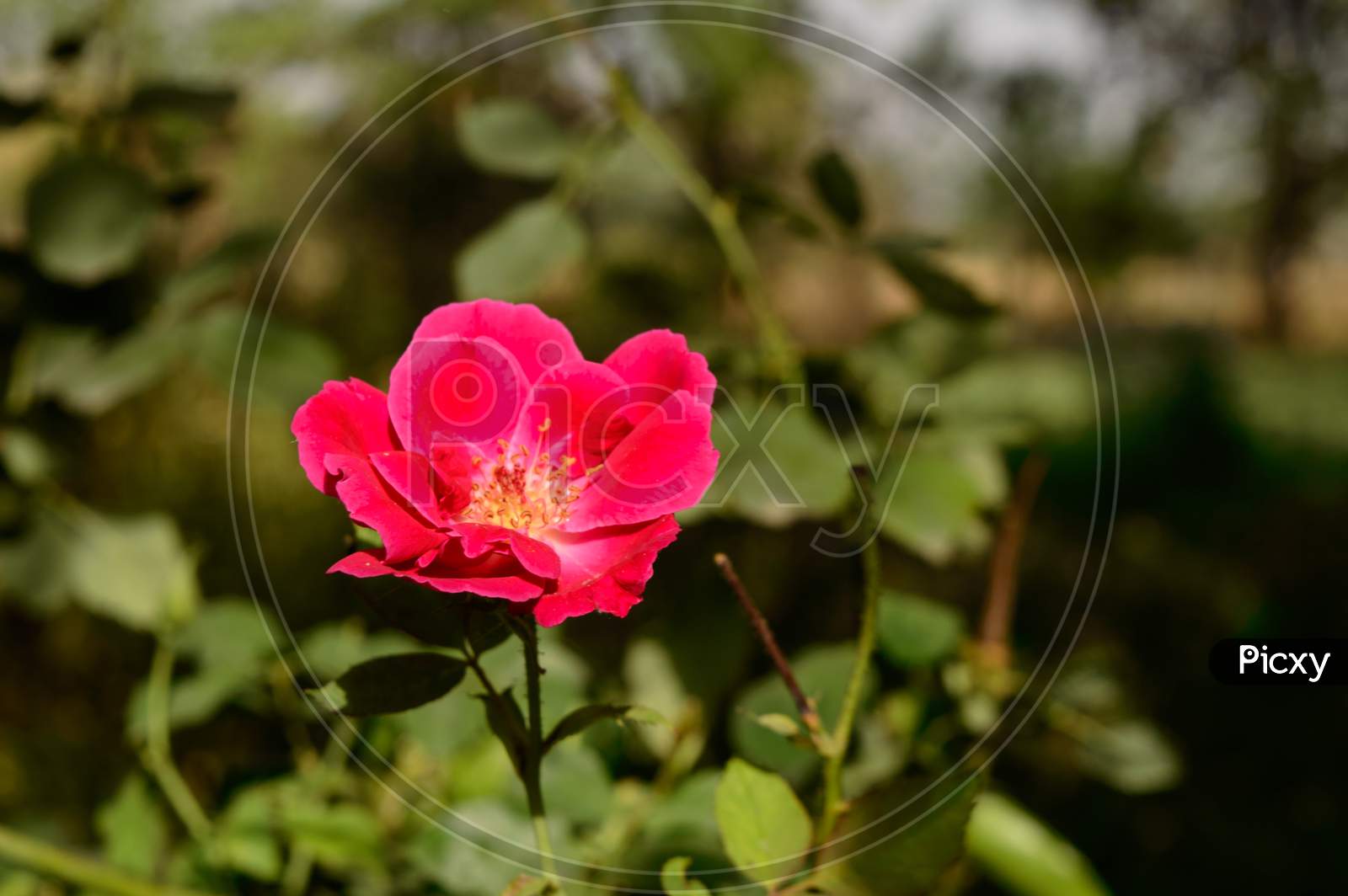 Beautiful Indian Rose Flower On Field At Evening.
