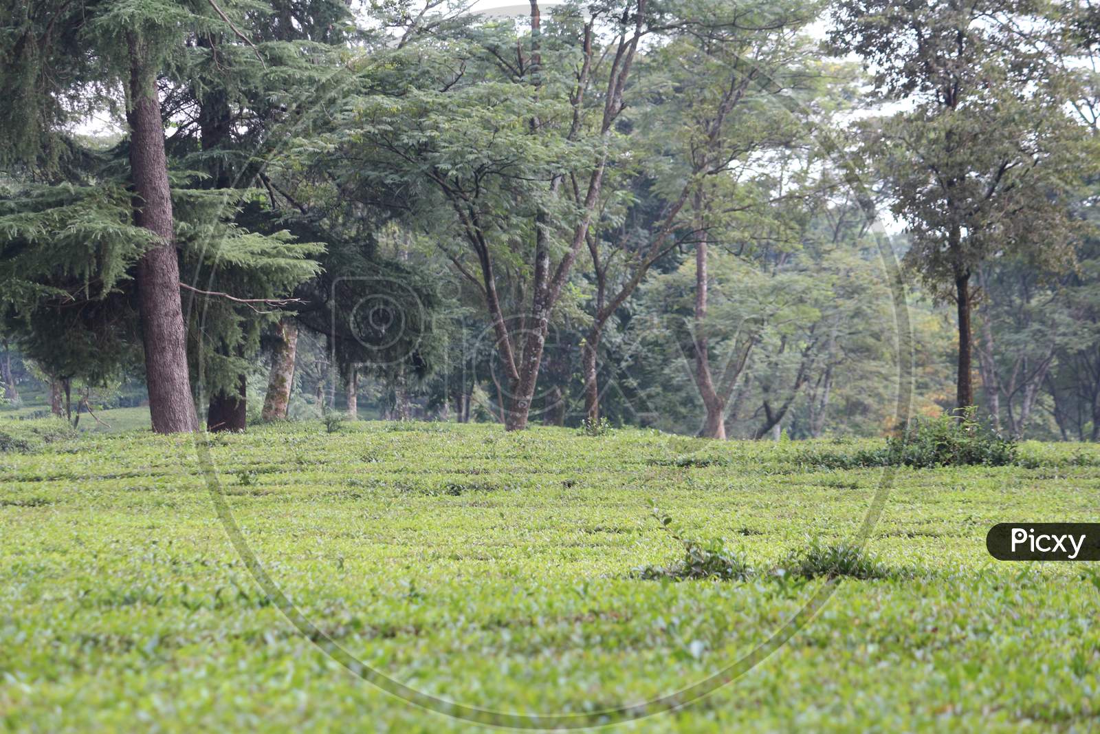 A tea plantation in Palampur