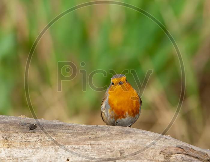 Robin Redbreast, Erithacus Rubecula, Appearing On Fallen Log With Blurred Background