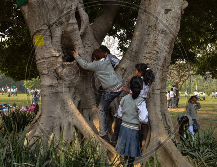 A Bunch Of Student, Children Playing And Climbing At Tree Around The Lodhi Garden Park At Foggy Morning.