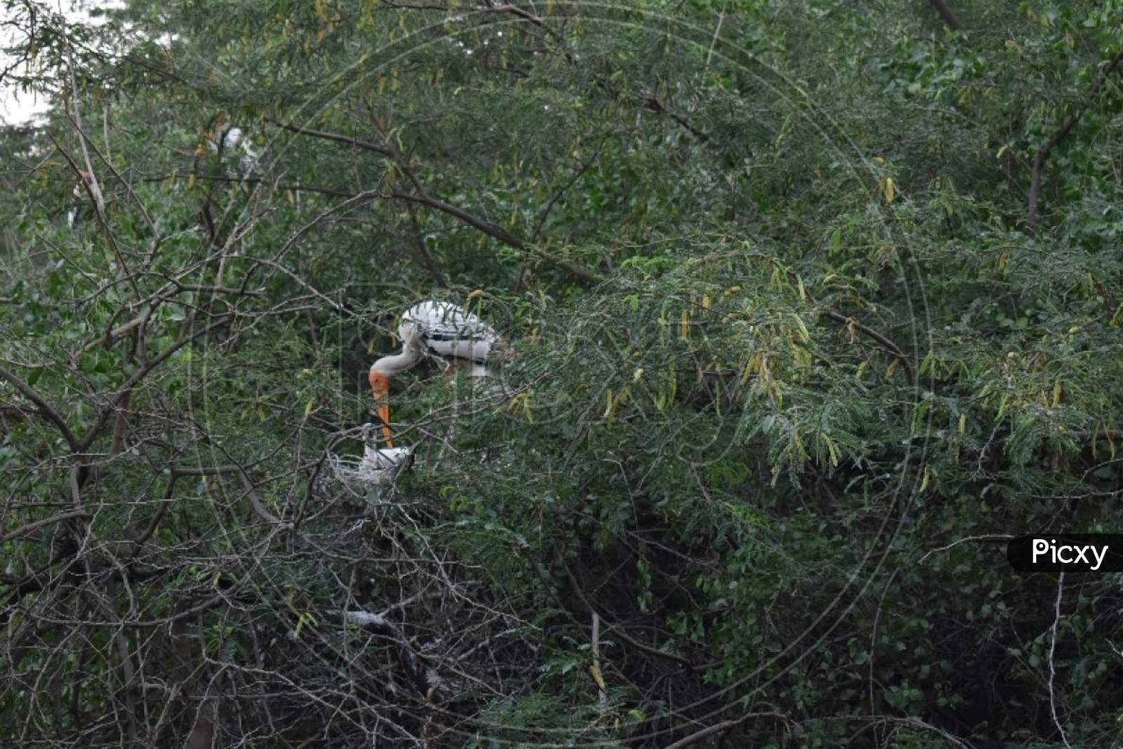 White bird in tree
