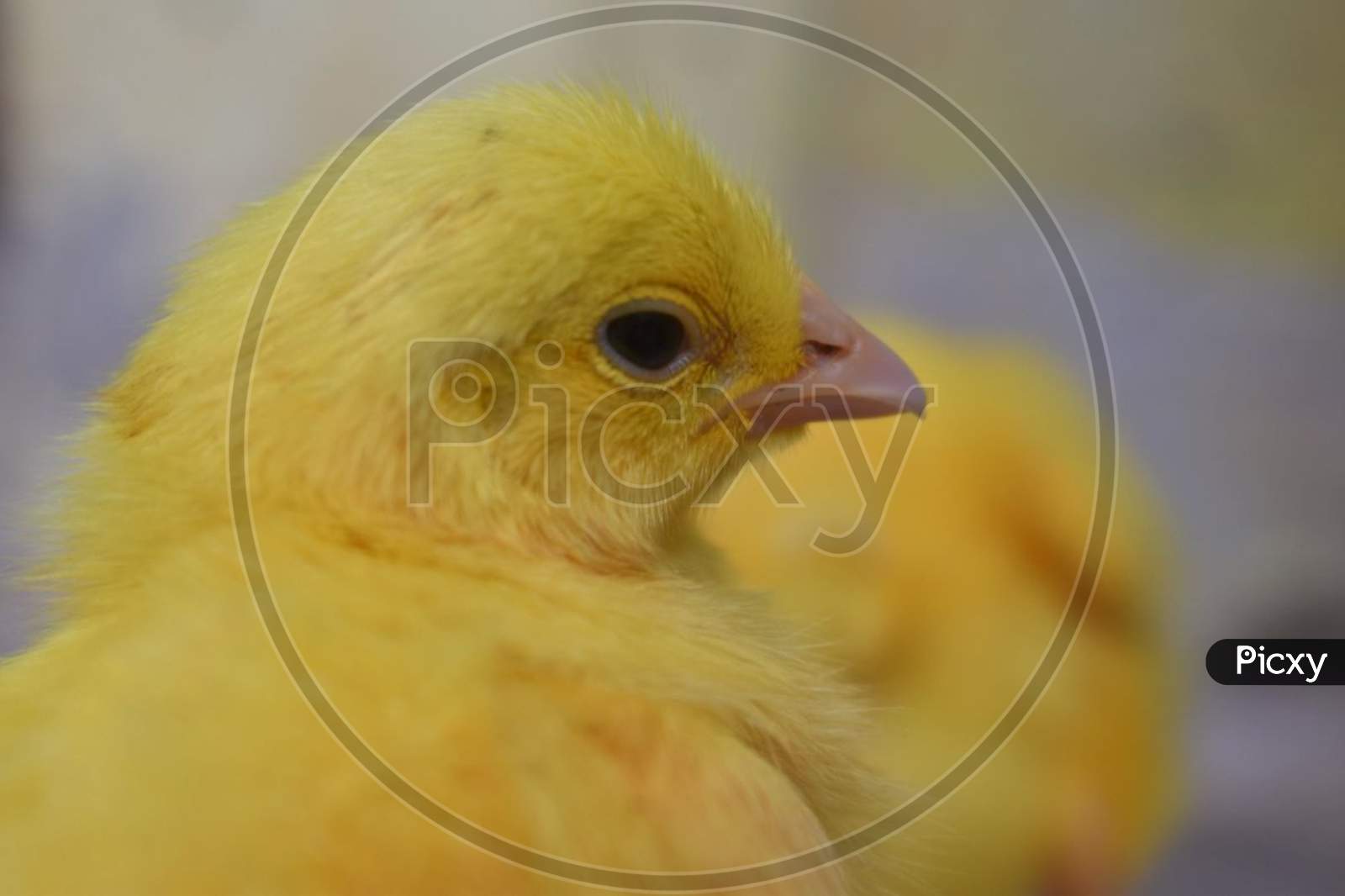 A beautiful yellow chicken Bird.