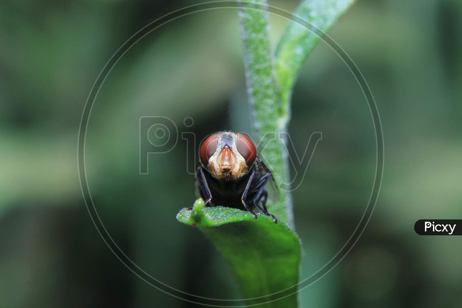 Fruit Fly Sit On A Leaf