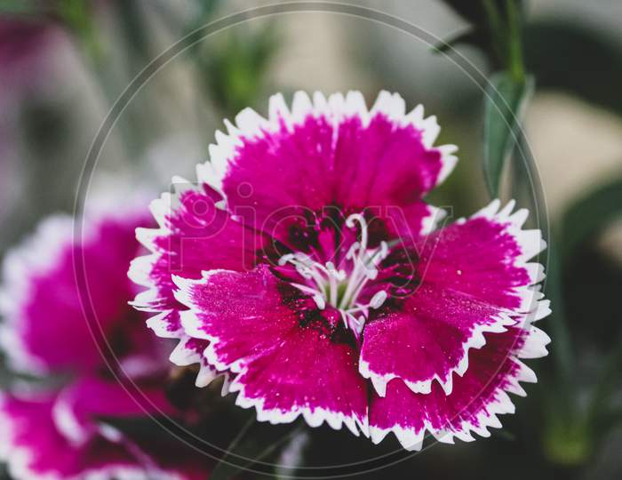 closeup of Dianthus flower