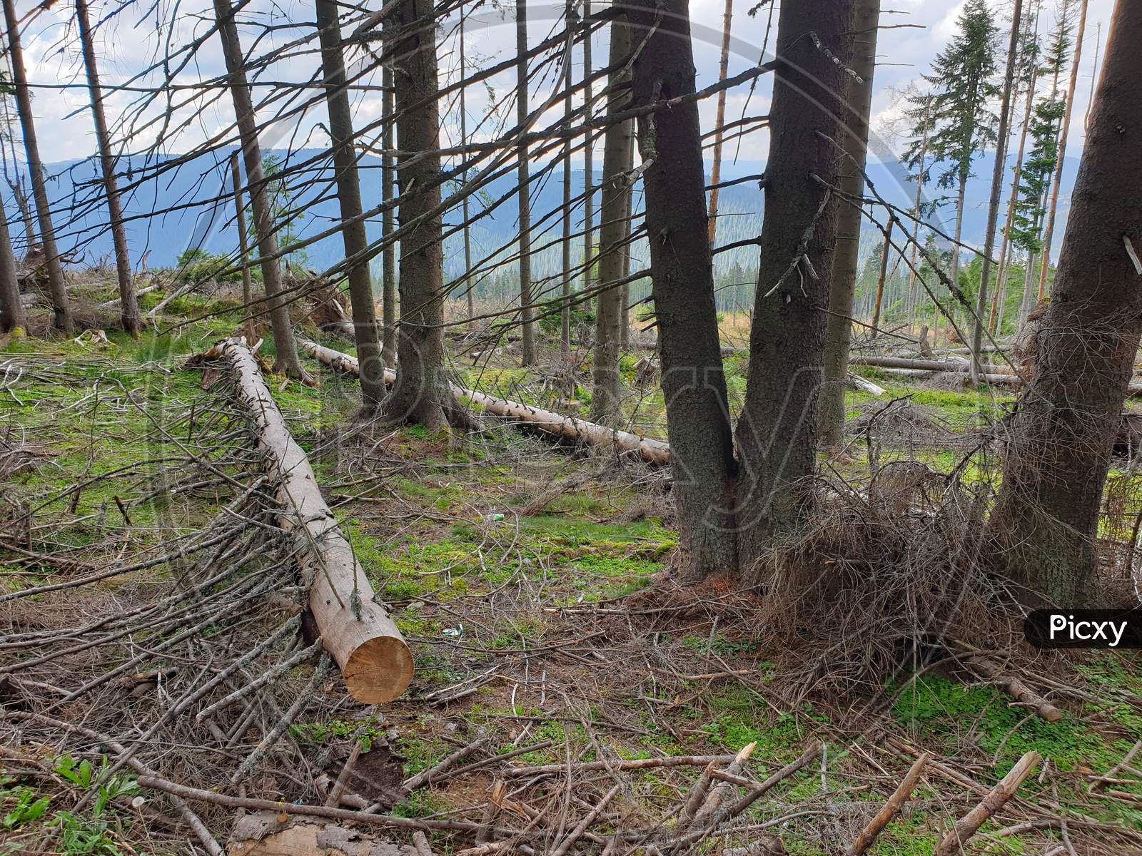 Illegal Pine Tree Cutting In Transylvania, Romania