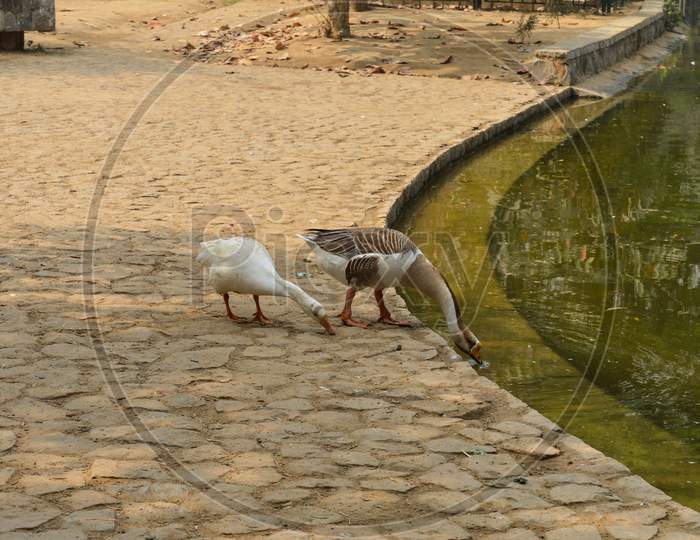 A Pair Of White Color Ducks Drinking,Walking,Roaming Around Near By Pond At Garden, Lawn At Winter Foggy Morning.