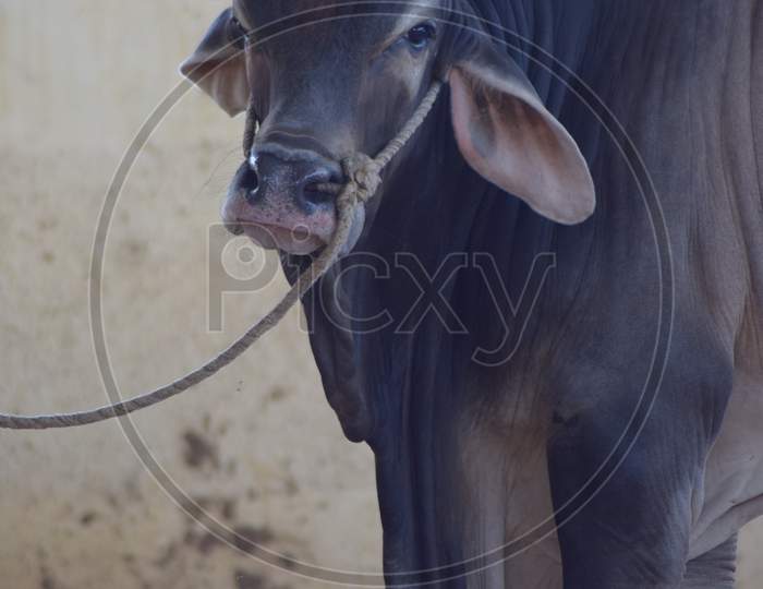 A Bull in the Cattle Farm