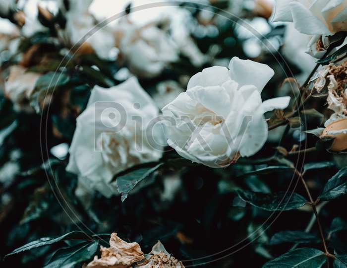 Pair Of White Roses In The Middle Of Another Plants Wallpaper Copy Space