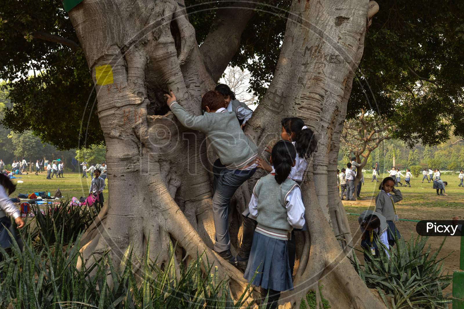 A Bunch Of Student, Children Playing And Climbing At Tree Around The Lodhi Garden Park At Foggy Morning.