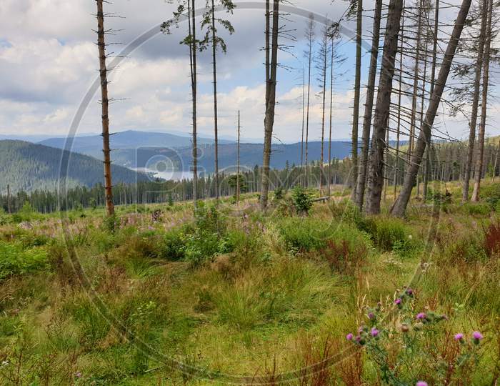 Environmental Issue In Apuseni Mountains, Romania