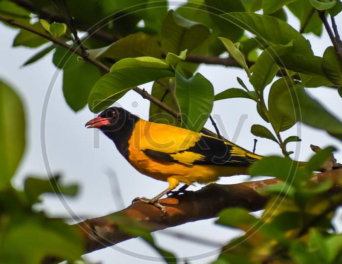 Black hooded yellow oriole