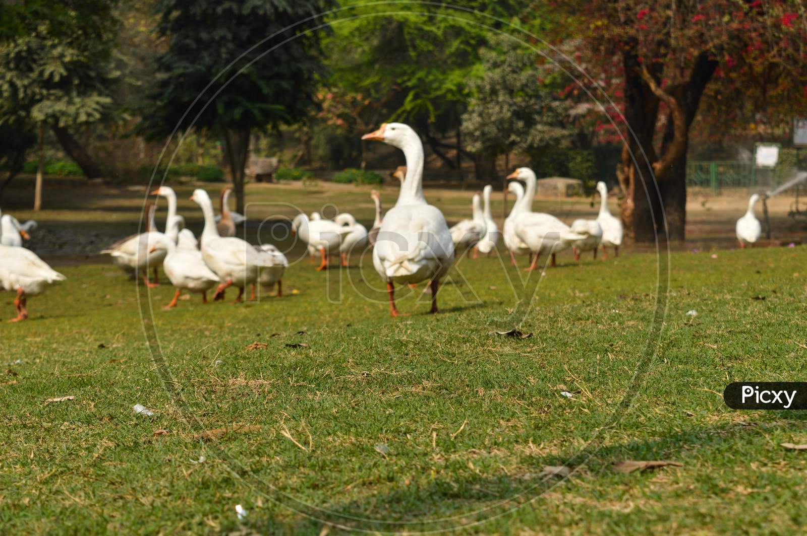A Bunch Of White Color Duck Walking,Roaming Around At Garden, Lawn At Winter Foggy Morning.