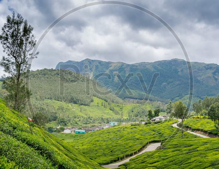 Munnar Tea garden