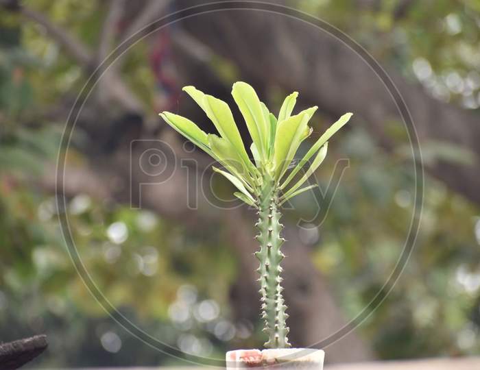 A beautiful plant