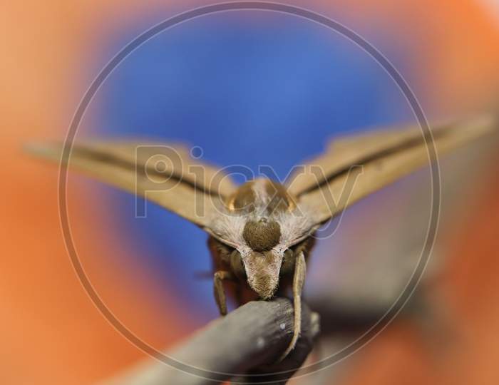 Brown-Banded Hunter Hawk Moth (Theretra Silhetensis) Front View