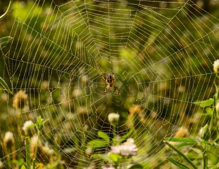 A Web Of Indian Spider Who Is Relaxing On Web At Evening.