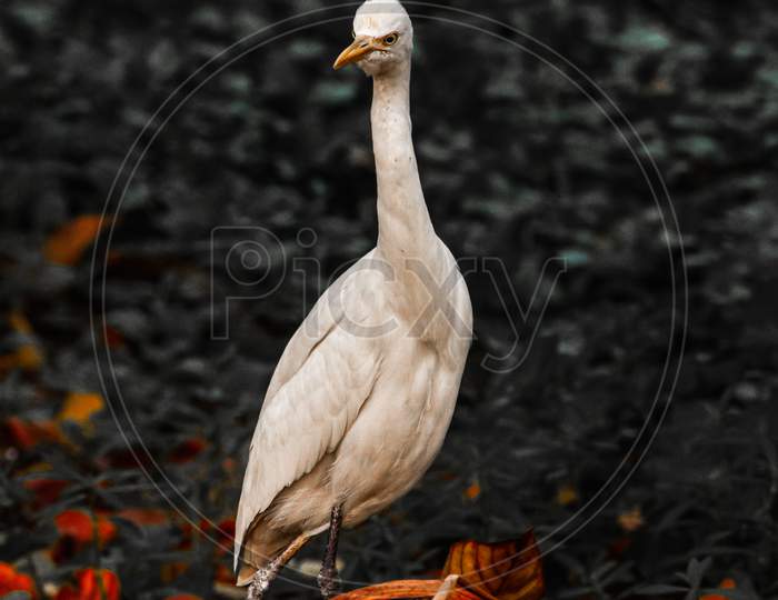 A white herons bird is walking in the forest