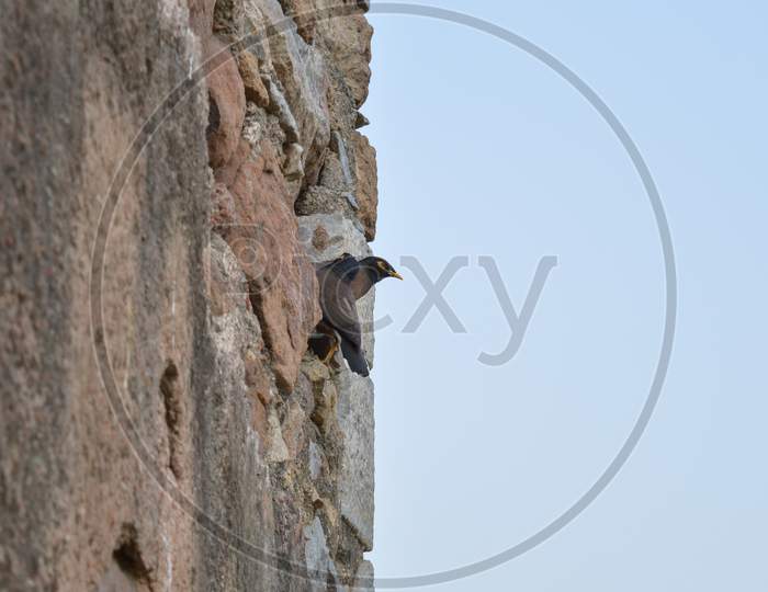A Pigeon Is Siting At Hauz Khas Lake And Garden From The Hauz Khas Fort At Hauz Khas Village At Winter Foggy Morning.