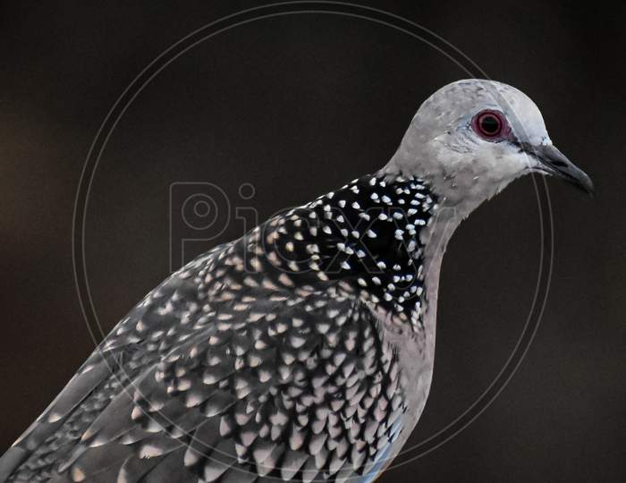 The Spotted Dove