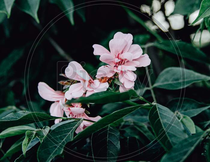 Pink Flowers Over A Green Background With Dark Tones And Copy-Space