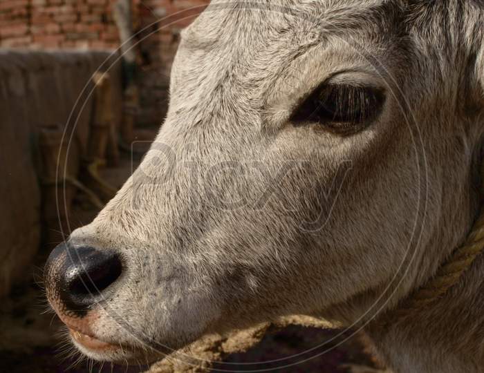 A Portrait Of Indian Baby Cow Or Calf Tie On Wooden With Rope At Farm.