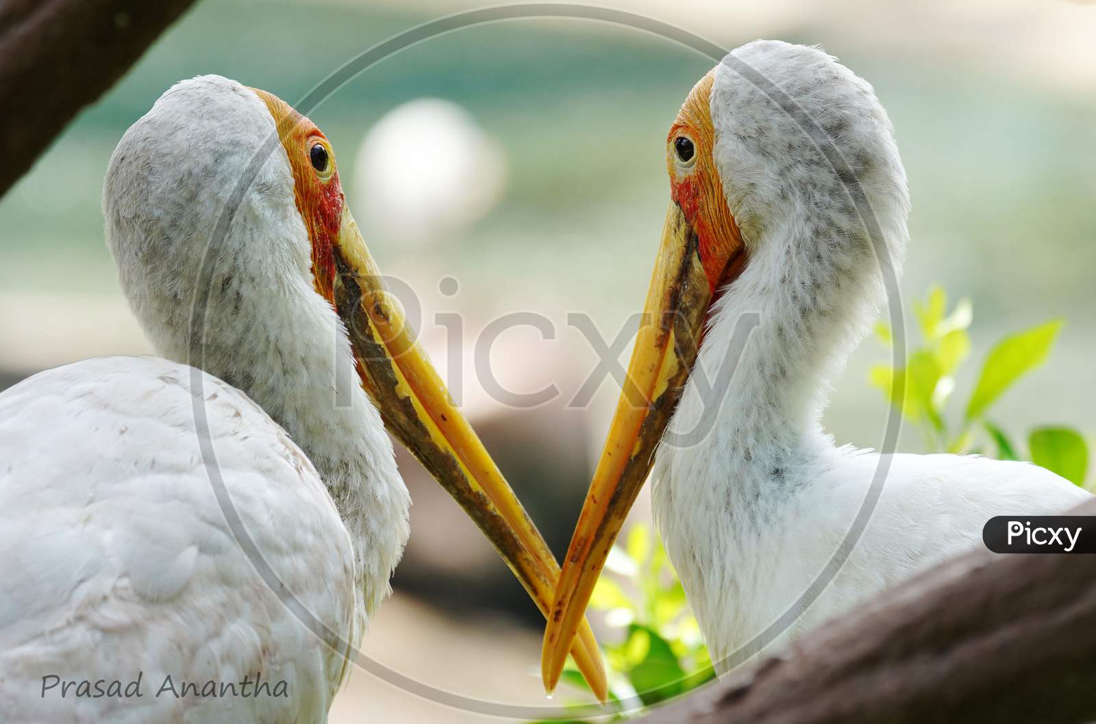 Two white pelican watching each other