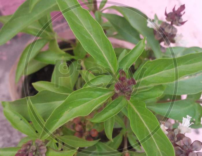 Marwa plant