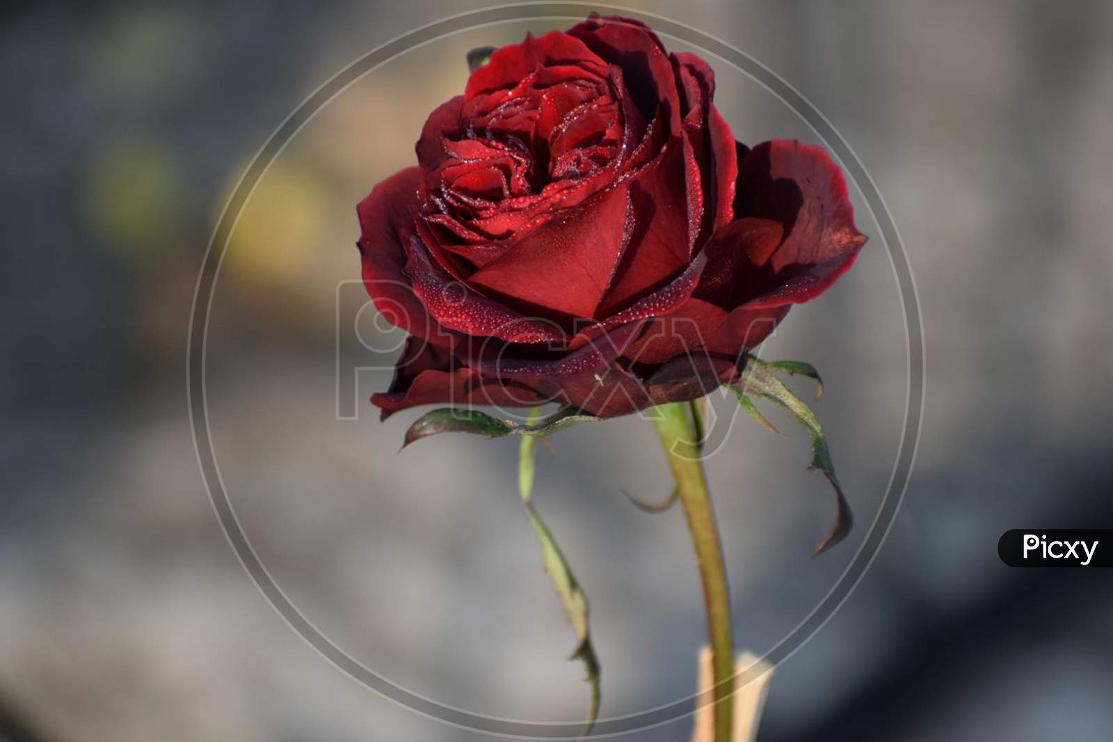 A Beautiful red rose .