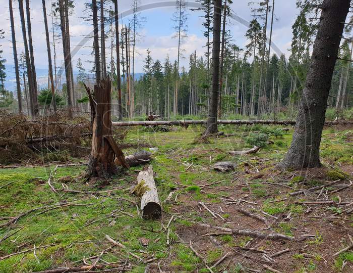 Dead Trees Pine Forest, Apuseni Mountains, Romania