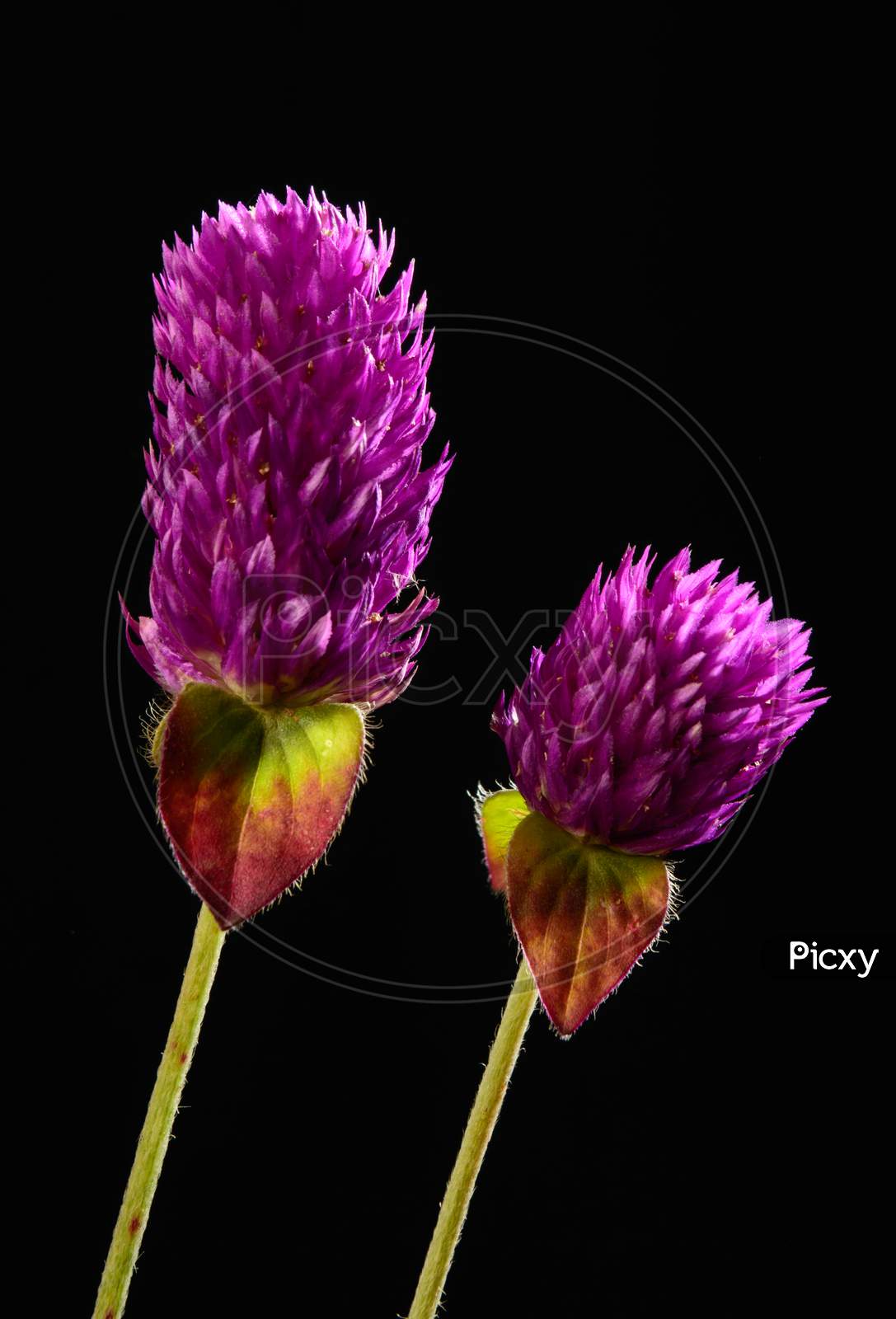 Micro Shot Of Beautiful Indian Pink Flower With Black Background