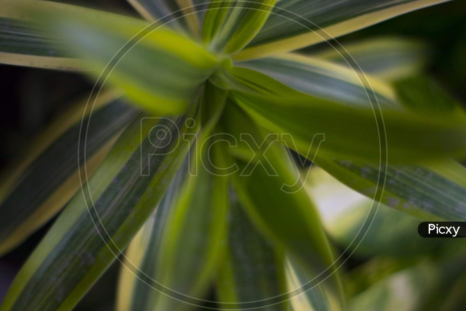Plant closeup