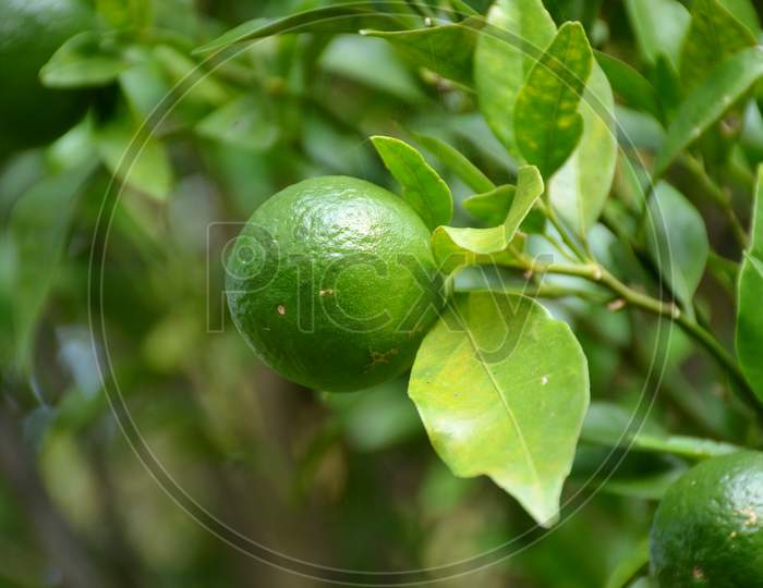 The Green Ripe Orange With Leaves And Branch In The Garden