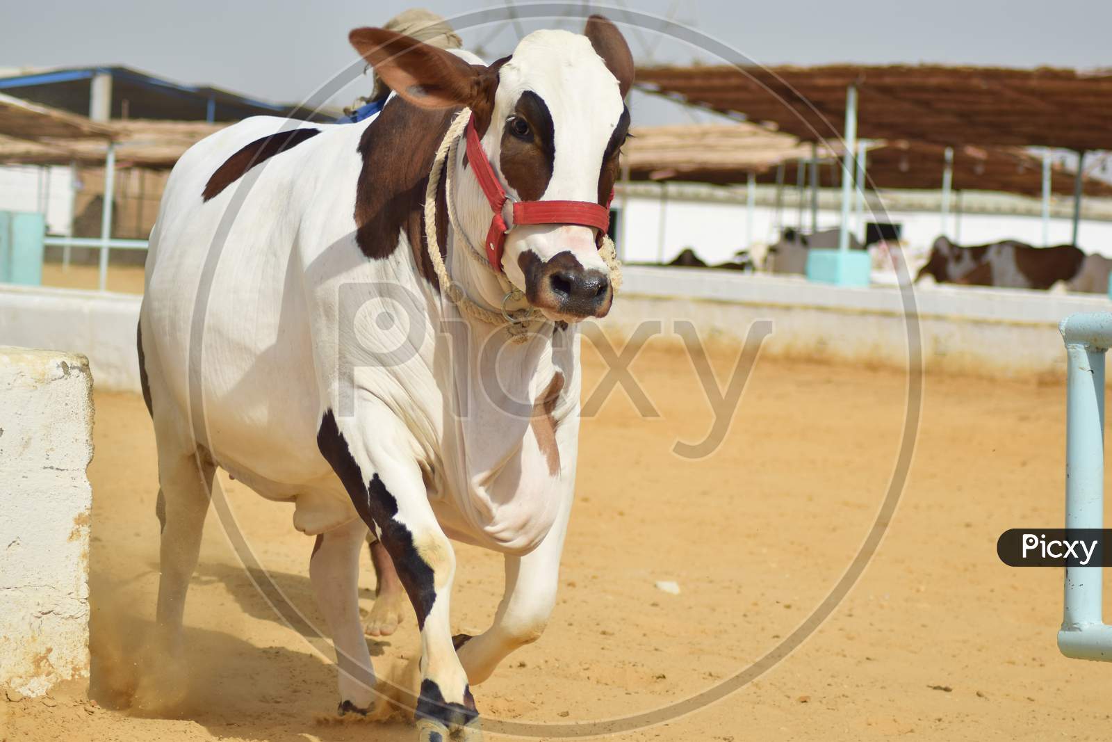 A Running Bull in the Cattle Farm