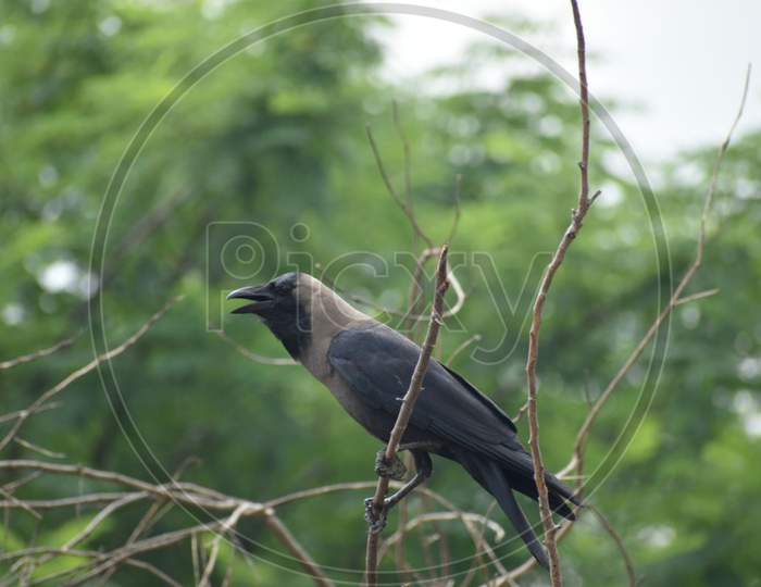 A beautiful crow