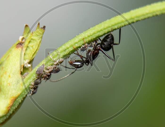 Ants And Aphids Have A Strong Relationship