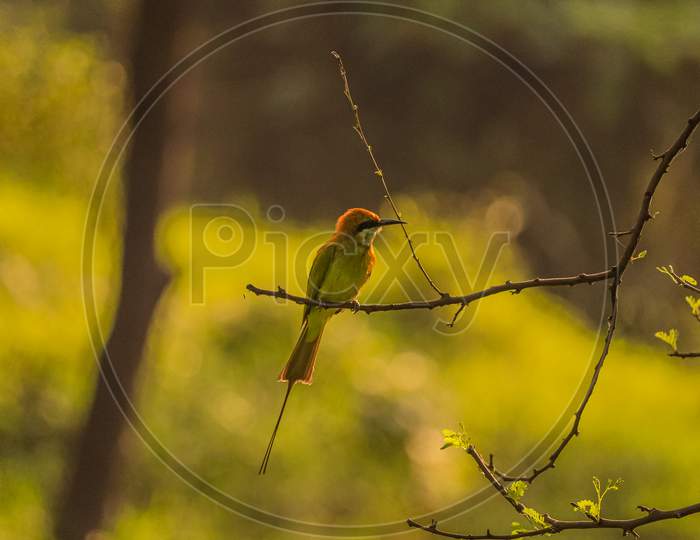 The Green Bee Eater