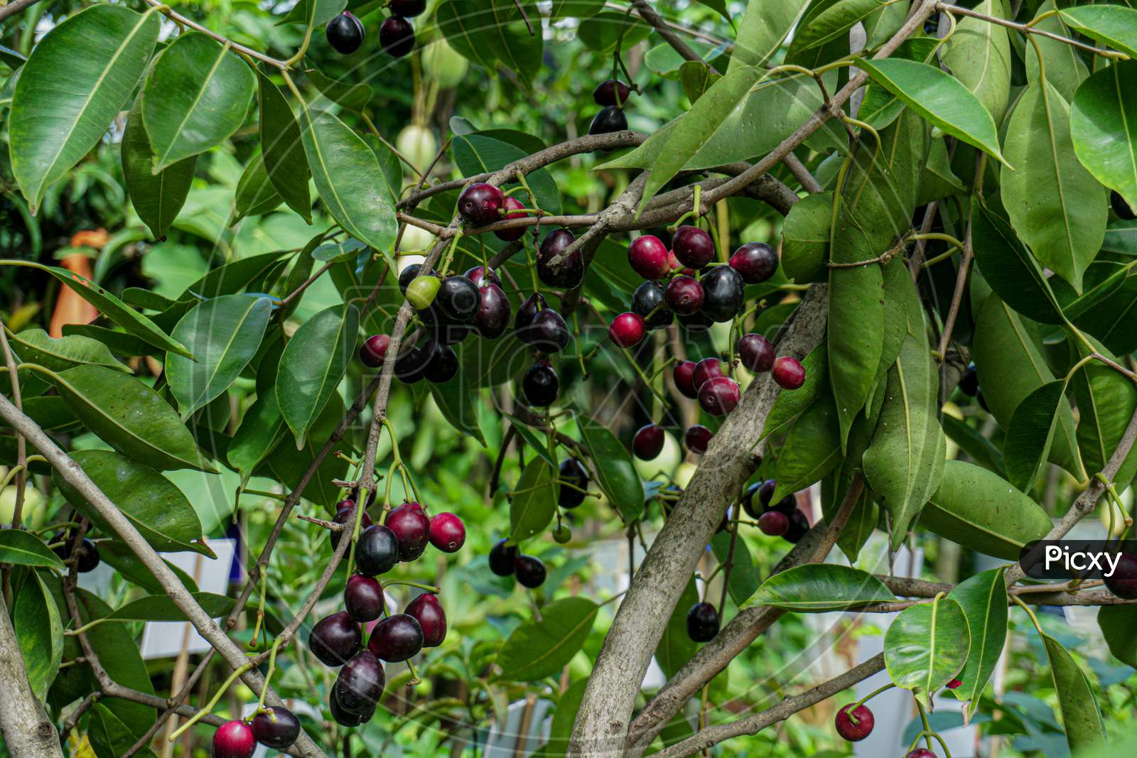 Jaam Jambul Jamun Or Jamblang Syzygium Cumini On Branch Of Tree