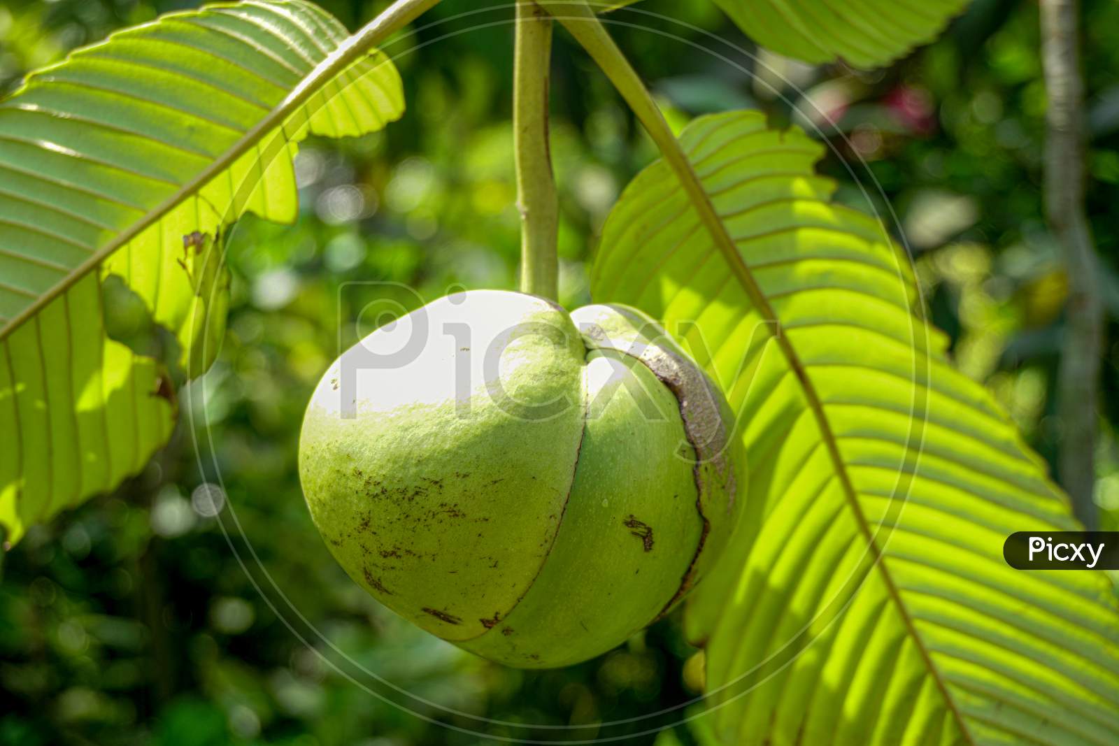 Chalta Is Hanging On The Tree. Dillenia Indica, Commonly Known As Elephant Apple, Is A Species Of Elephant Apple Native To China And Tropical Asia.